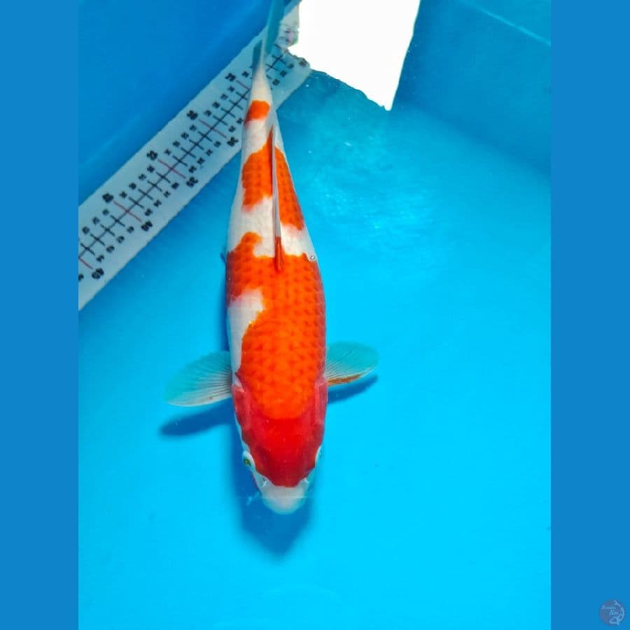 kohaku 35cm