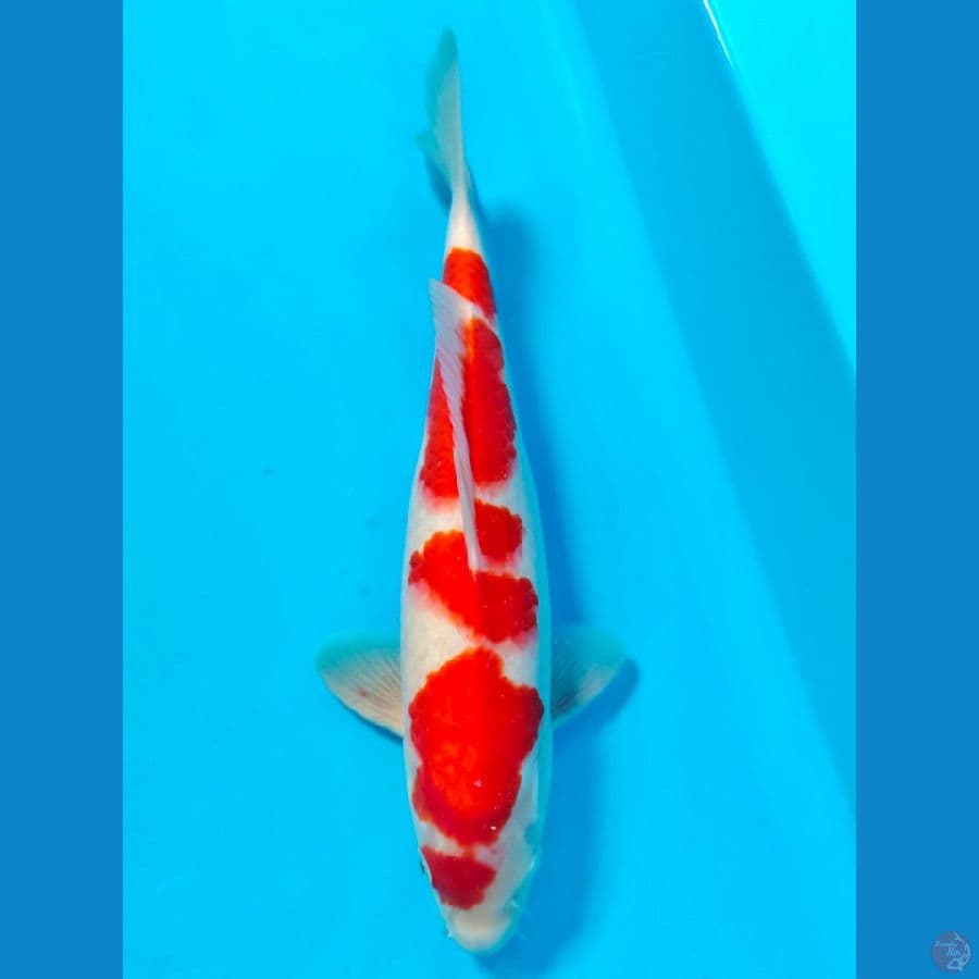 kohaku male 35cm