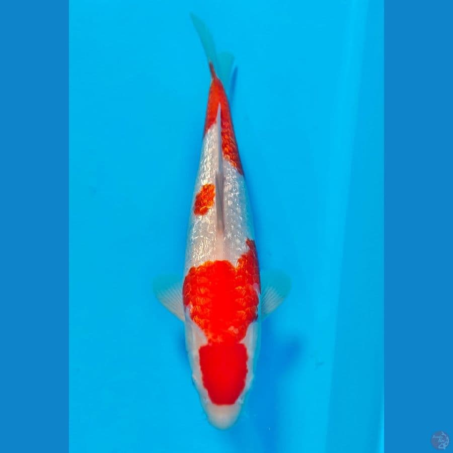kohaku ginrin 31cm