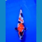 SHOWA F33 CM BAGUS BULKI SUDAH SIYAP KIRIM 