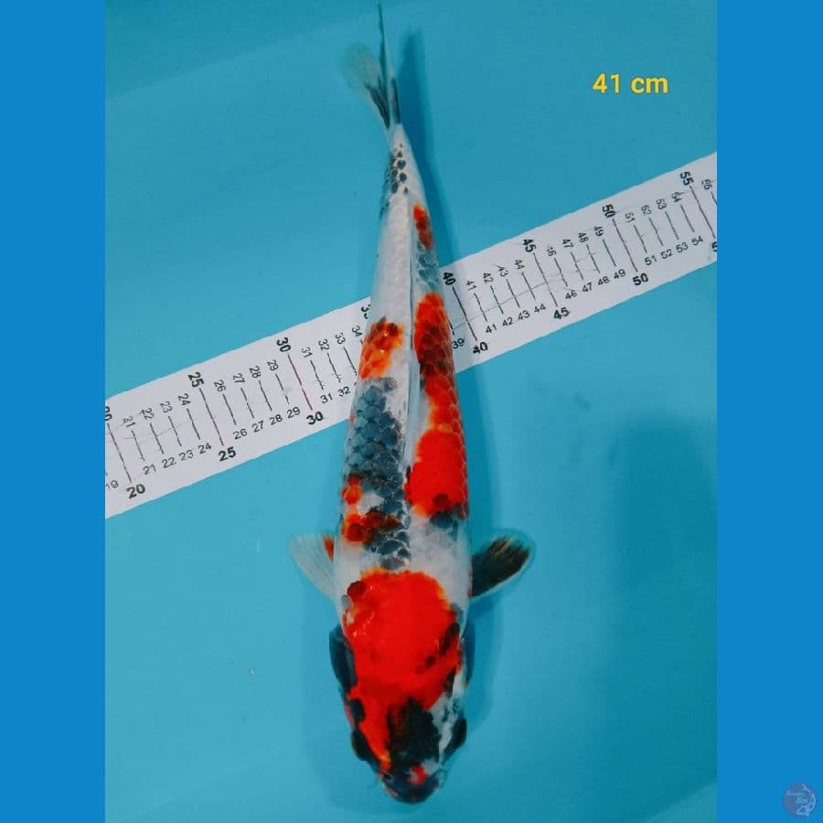 HQ SHOWA 41CM