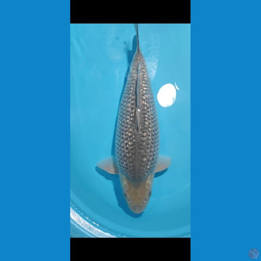 SORAGOI 50BU BULKY MUNUK