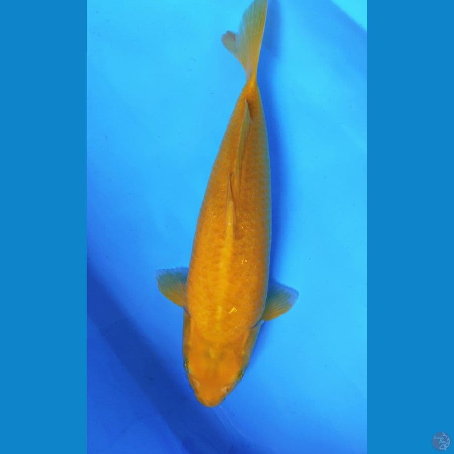 KARASI 43CM