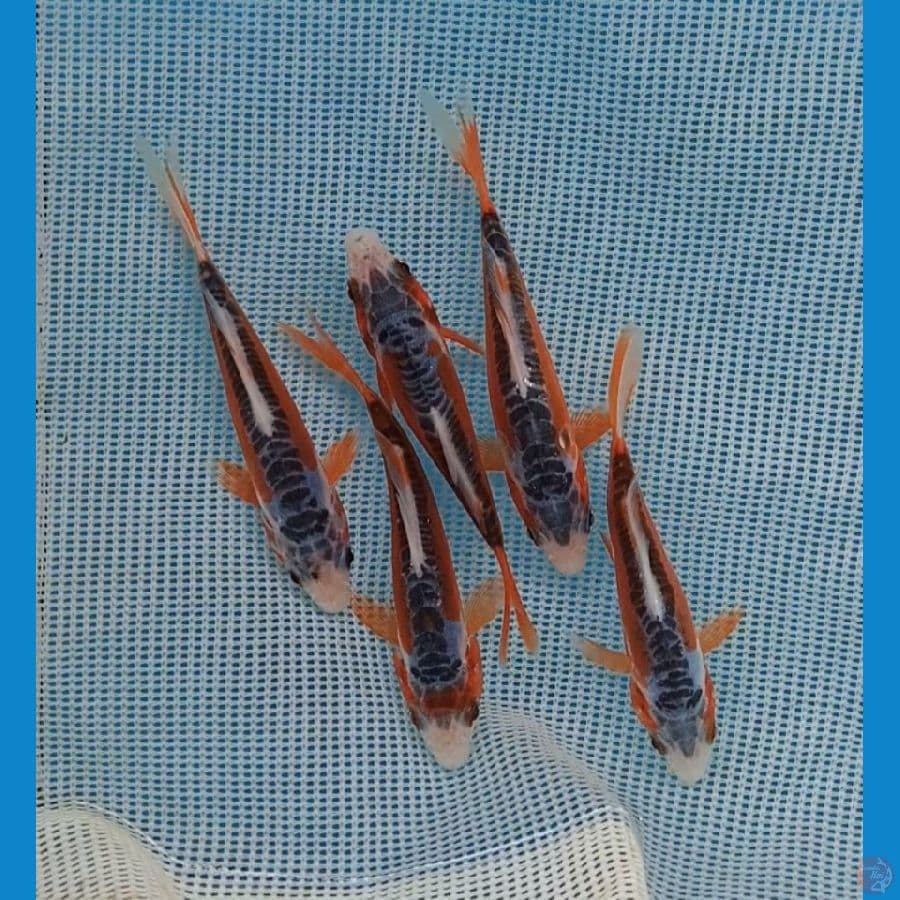 hana shusui jos 12cm 5 ekor