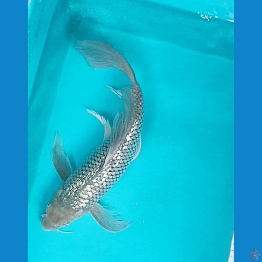 kumpay soragin 36cm /fm