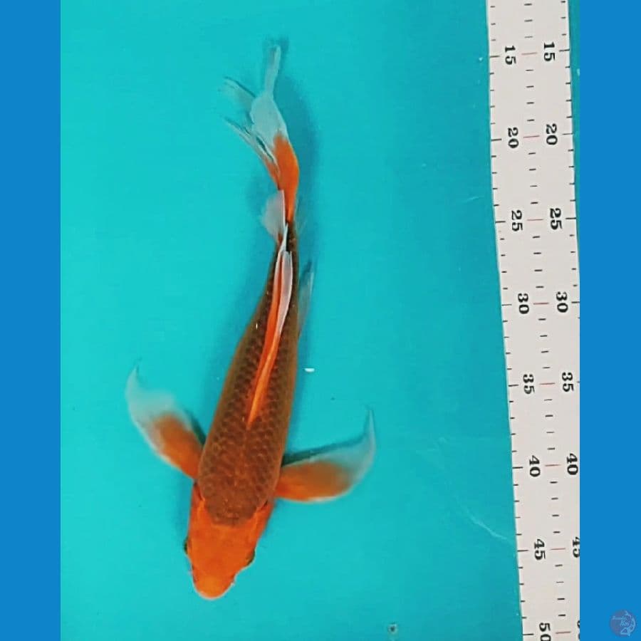 kumpay aka matsuba 33cm /fm