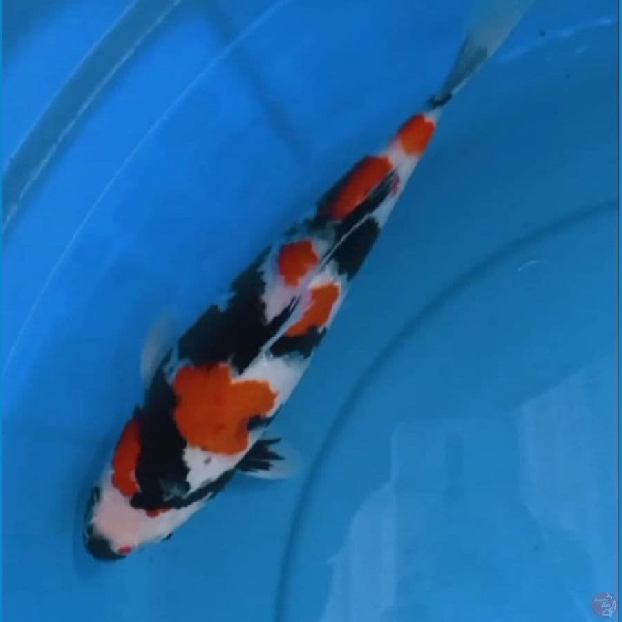 showa