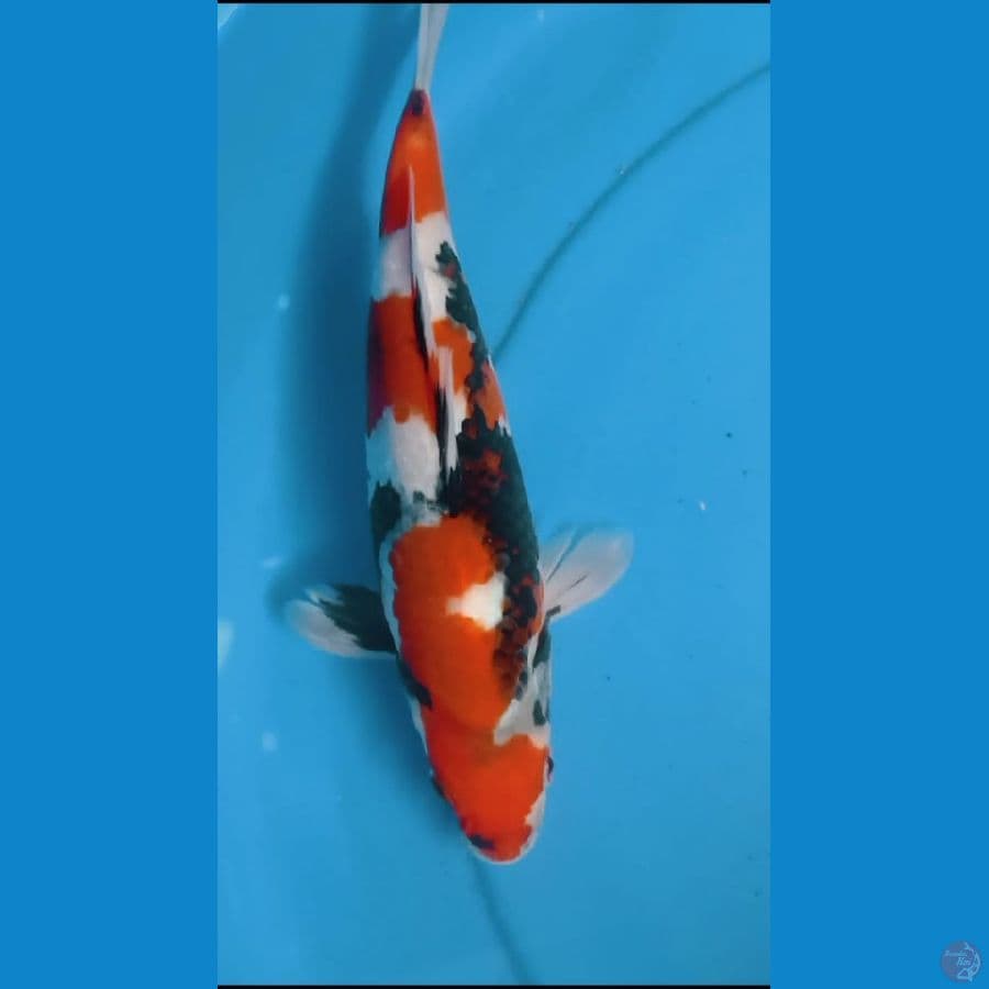 showa