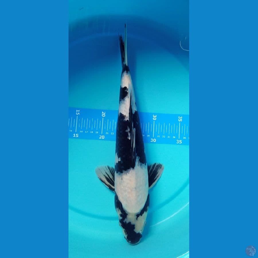 shiromuji 40 cm.~male™✓