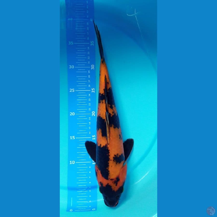utsuri 38 cm.~male™✓