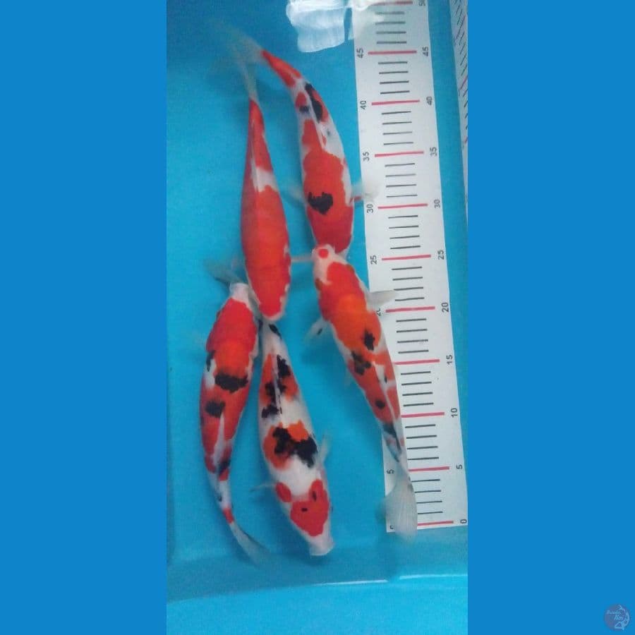 asnawi koi