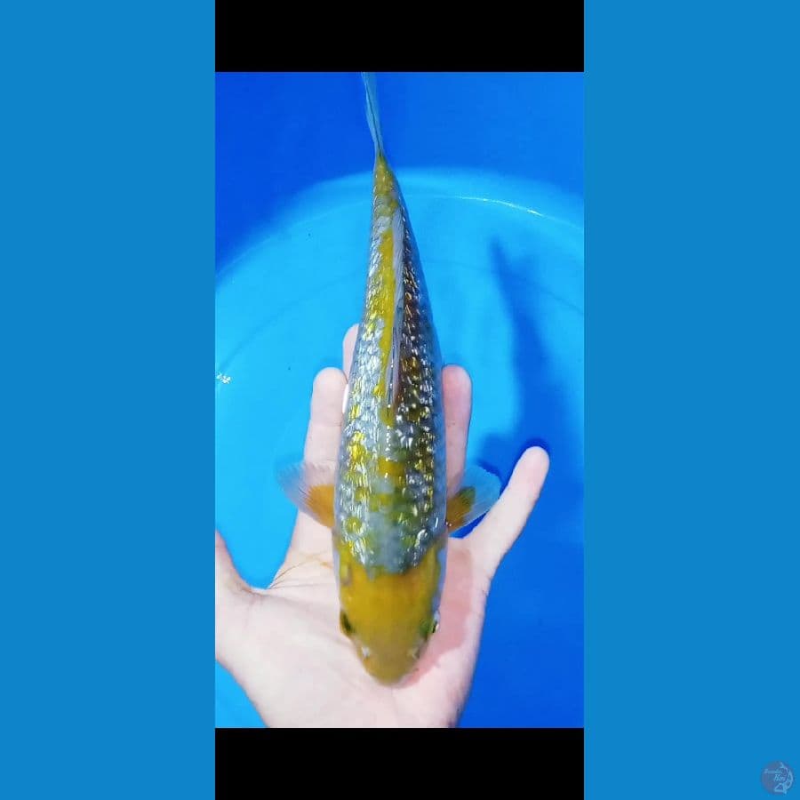 OCHIBA 27CM