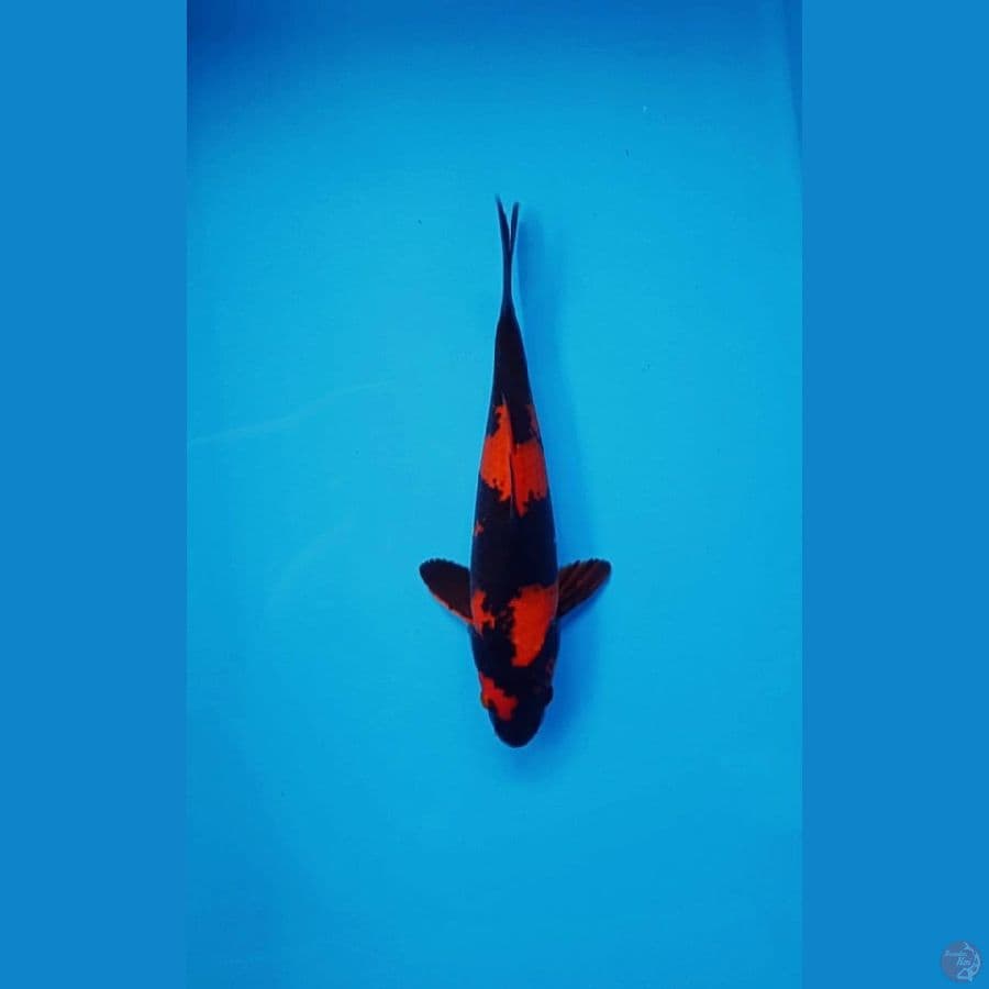 Hi Utsuri SQ , Male 33cm