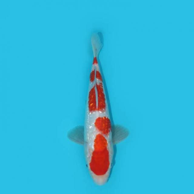 KOHAKU GINRIN 24 CM
