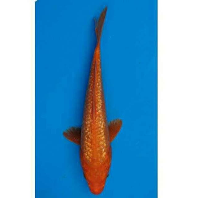 Orenji Ginrin F1