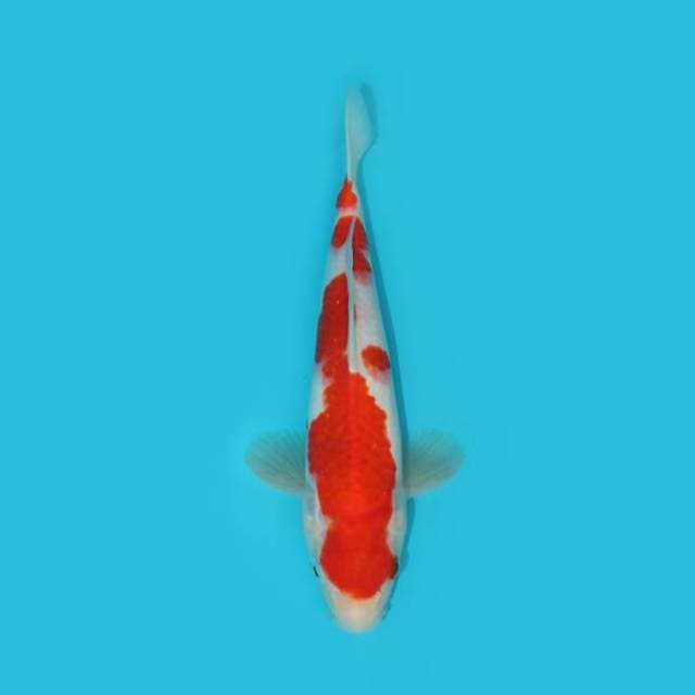 KOHAKU 26 CM