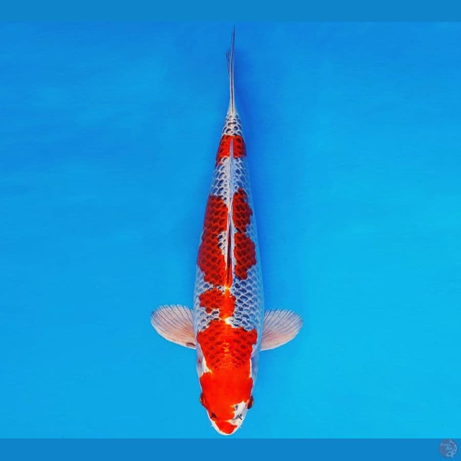 ASAHI LAVA 1 ~ KUJAKU 30 cm/male ™