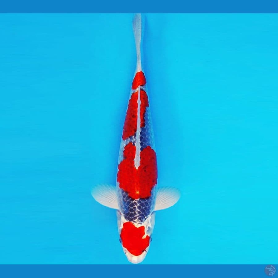 ASAHI LAVA 6 ~ GOSHIKI 33 cm/male ™