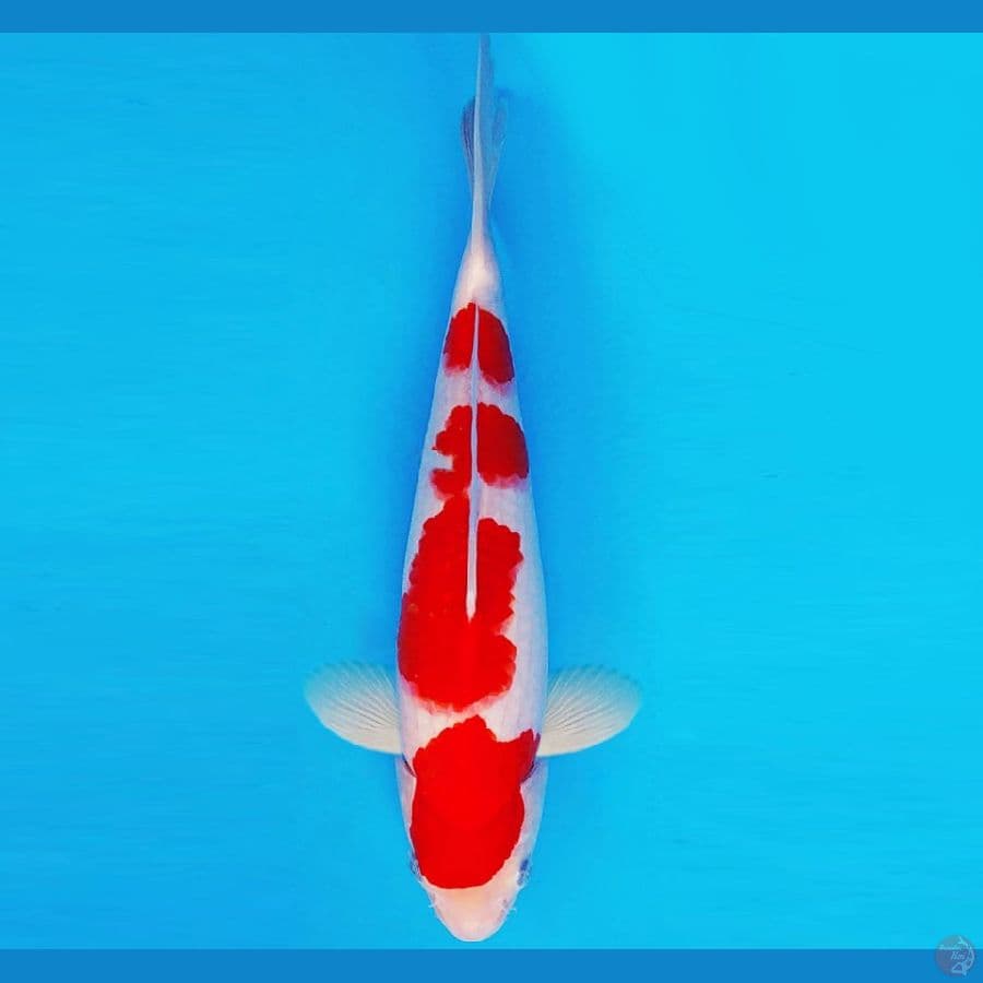 ASAHI LAVA 7 ~ KOHAKU 29 cm/male ™