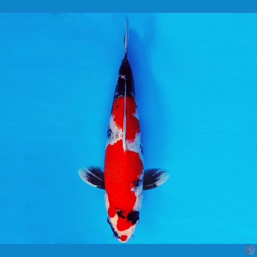 ASAHI LAVA 8 ~ SHOWA EVO 32 cm/male ™
