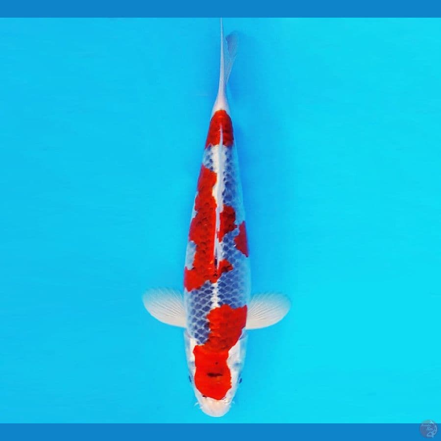 ASAHI LAVA 12 ~ GOSHIKI 29 cm/fm ™