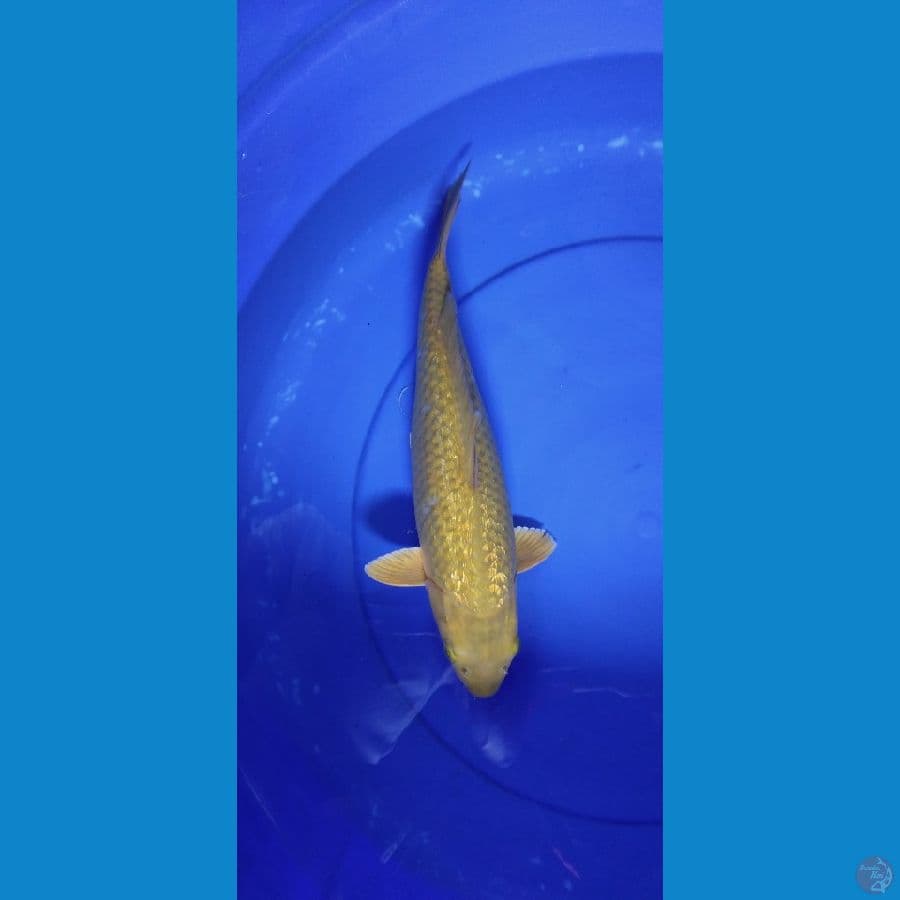midori ginrin 34cm