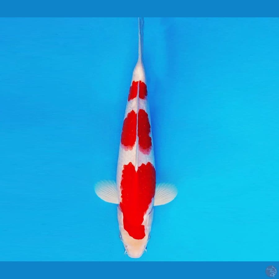 ASAHI LAVA 13 ~ KOHAKU 31 cm/male ™