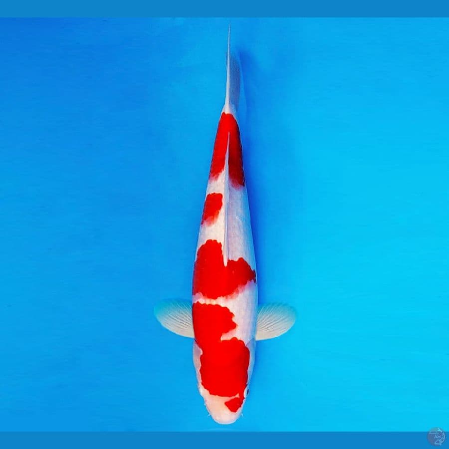 ASAHI LAVA 14 ~ KOHAKU 37 cm/male ™