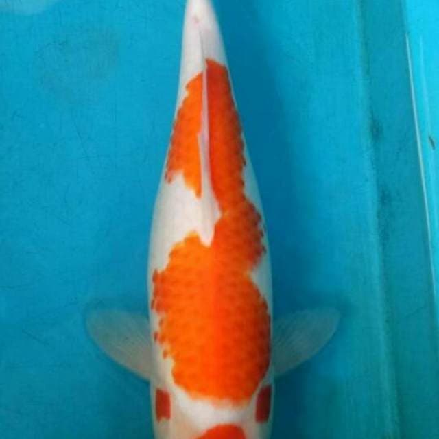 Maruten kohaku 33 cm
