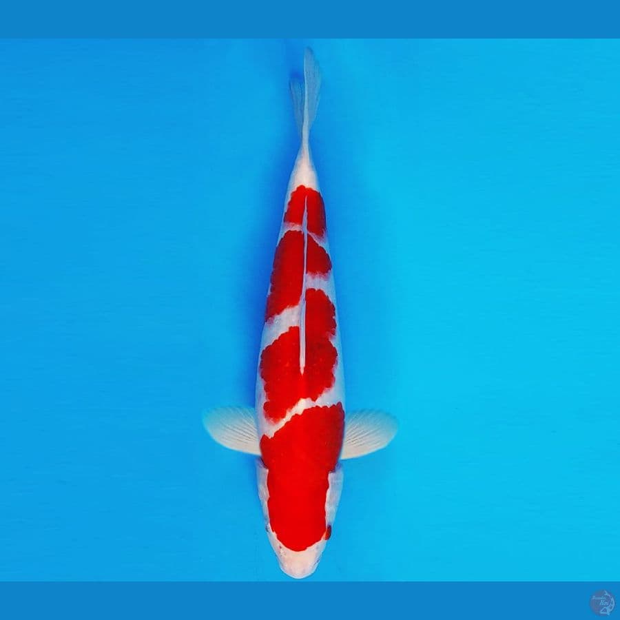 ASAHI LAVA 15 ~ AI GOROMO 33 cm/male ™