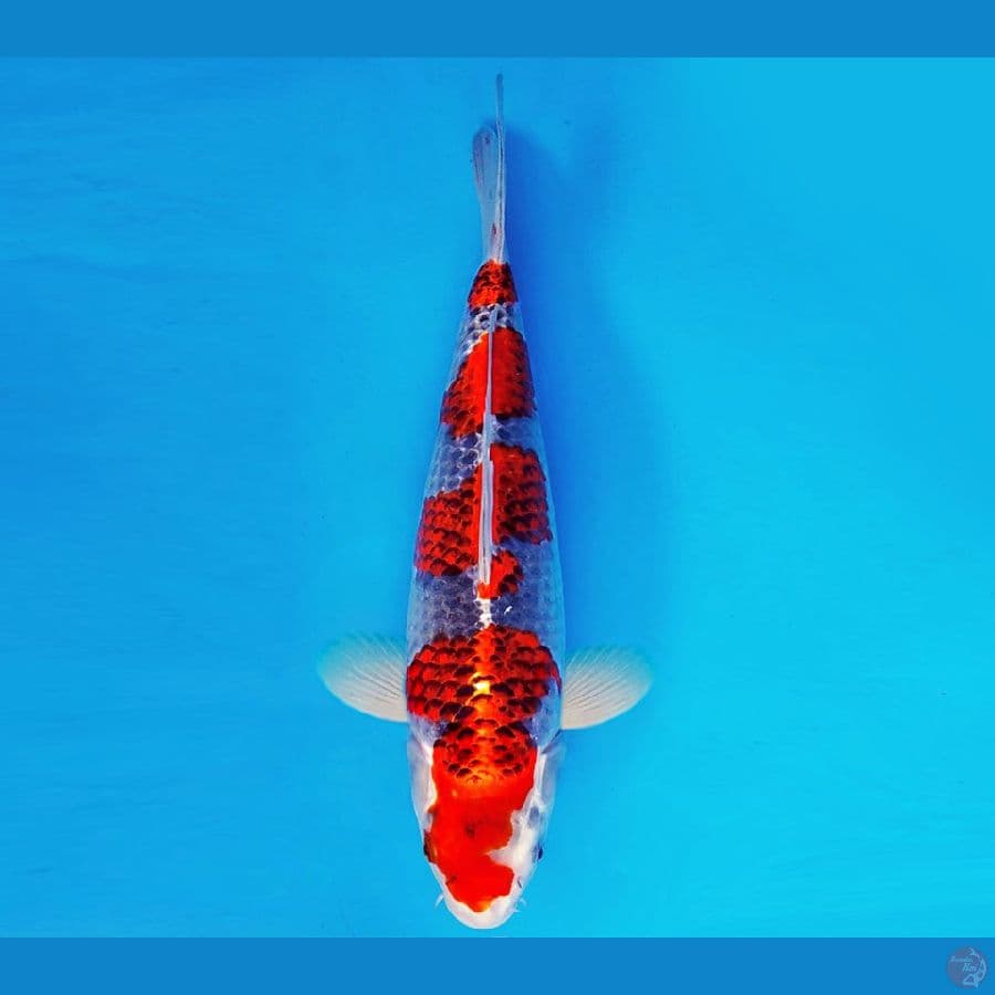 ASAHI LAVA 16 ~ KURO GOSHIKI 35 cm/fm ™