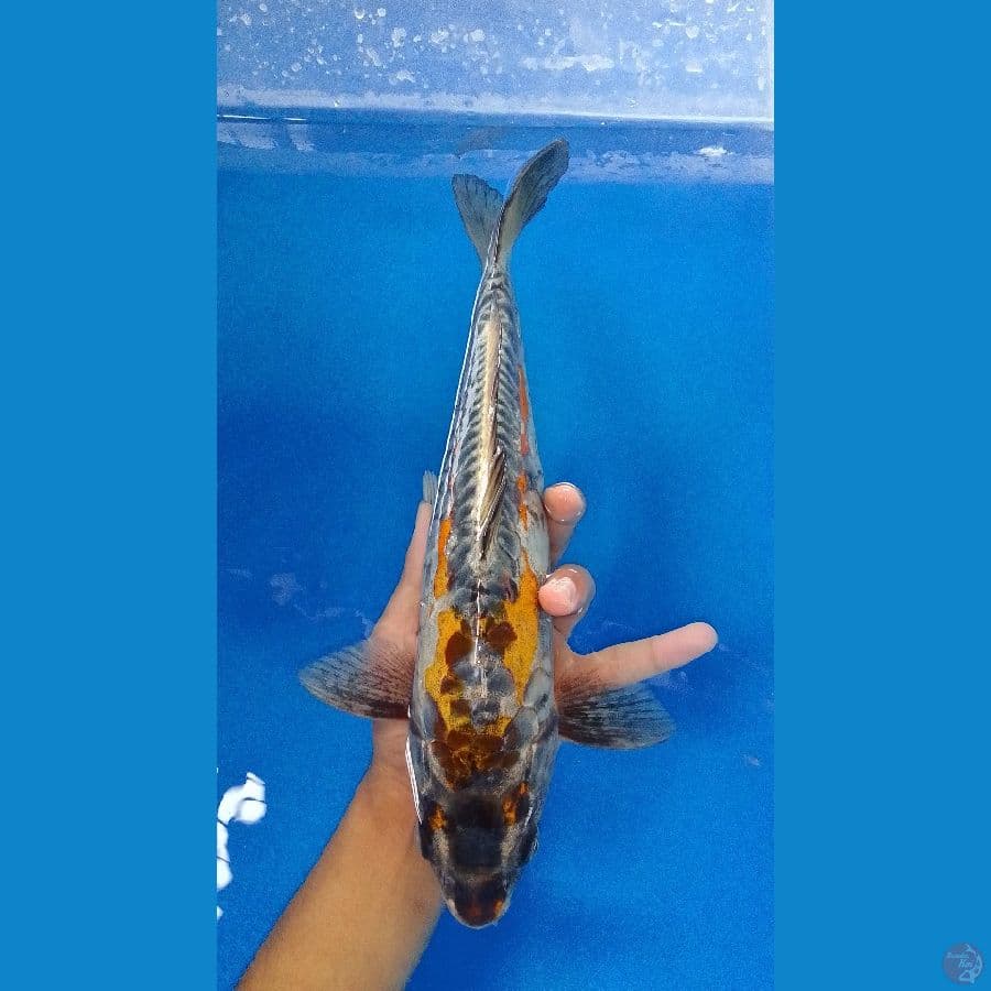 Kawari Aragoke jantan 34 cm