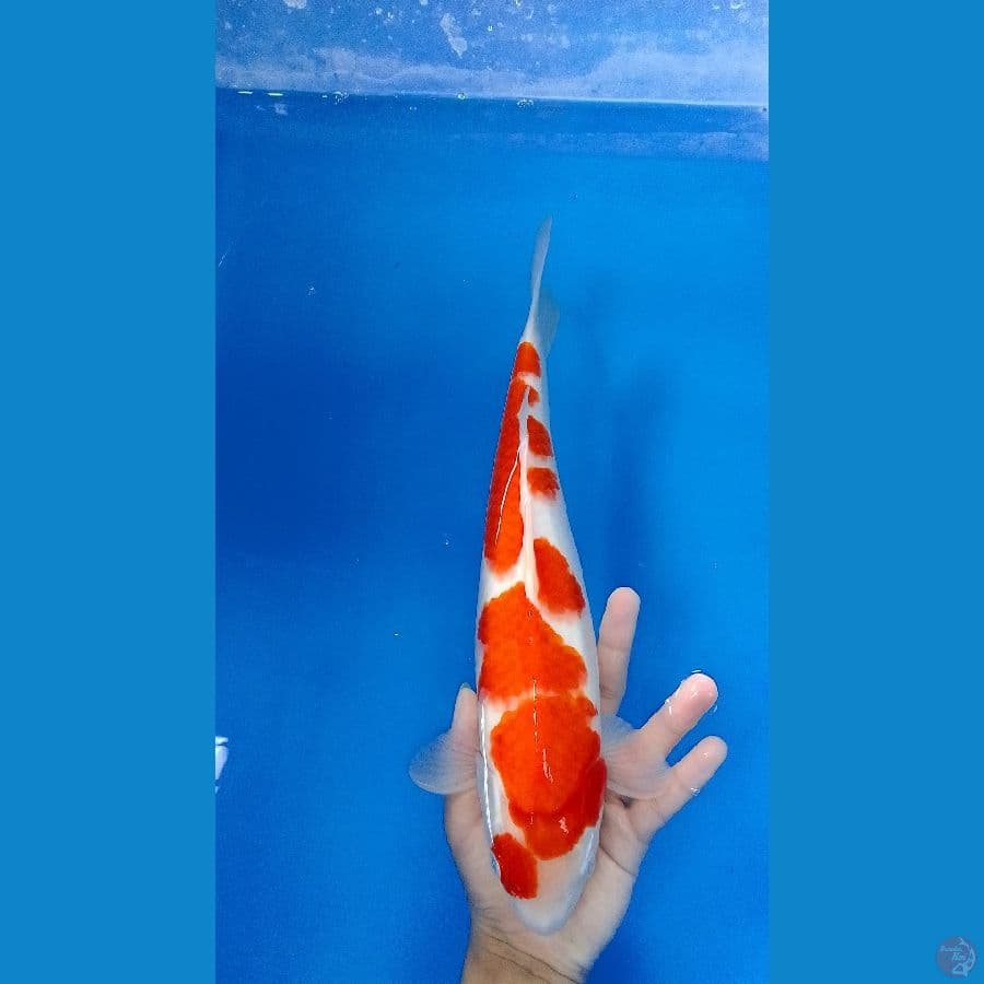 Kohaku sisik 35 cm jantan