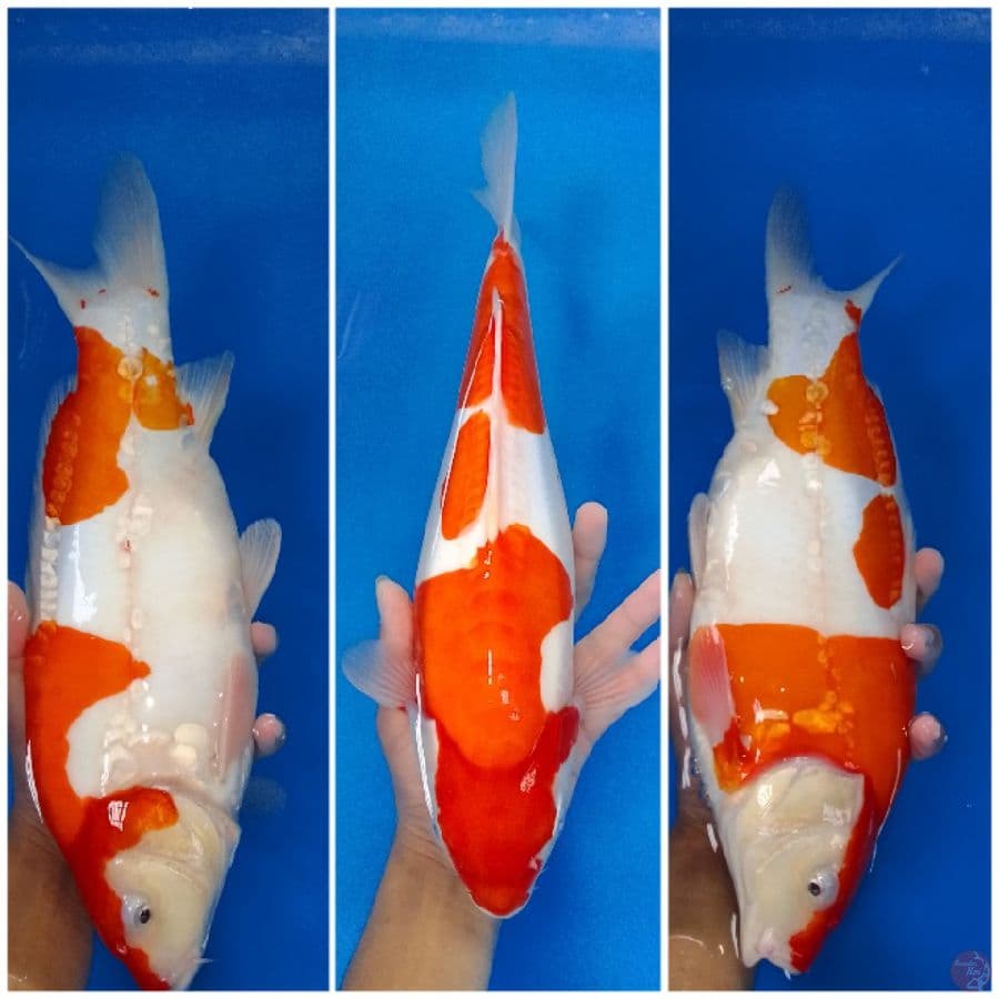 Kohaku doit Aragoke 36 cm