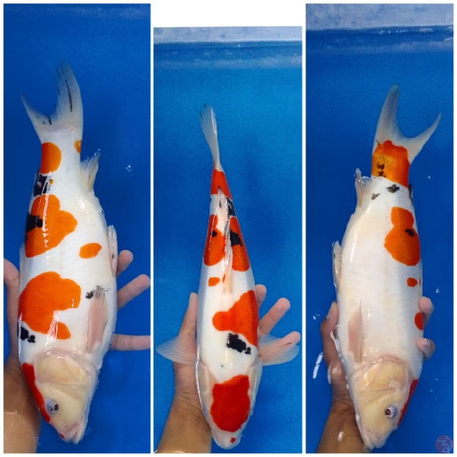 Sanke Doitsu Murni 38 cm Jantan