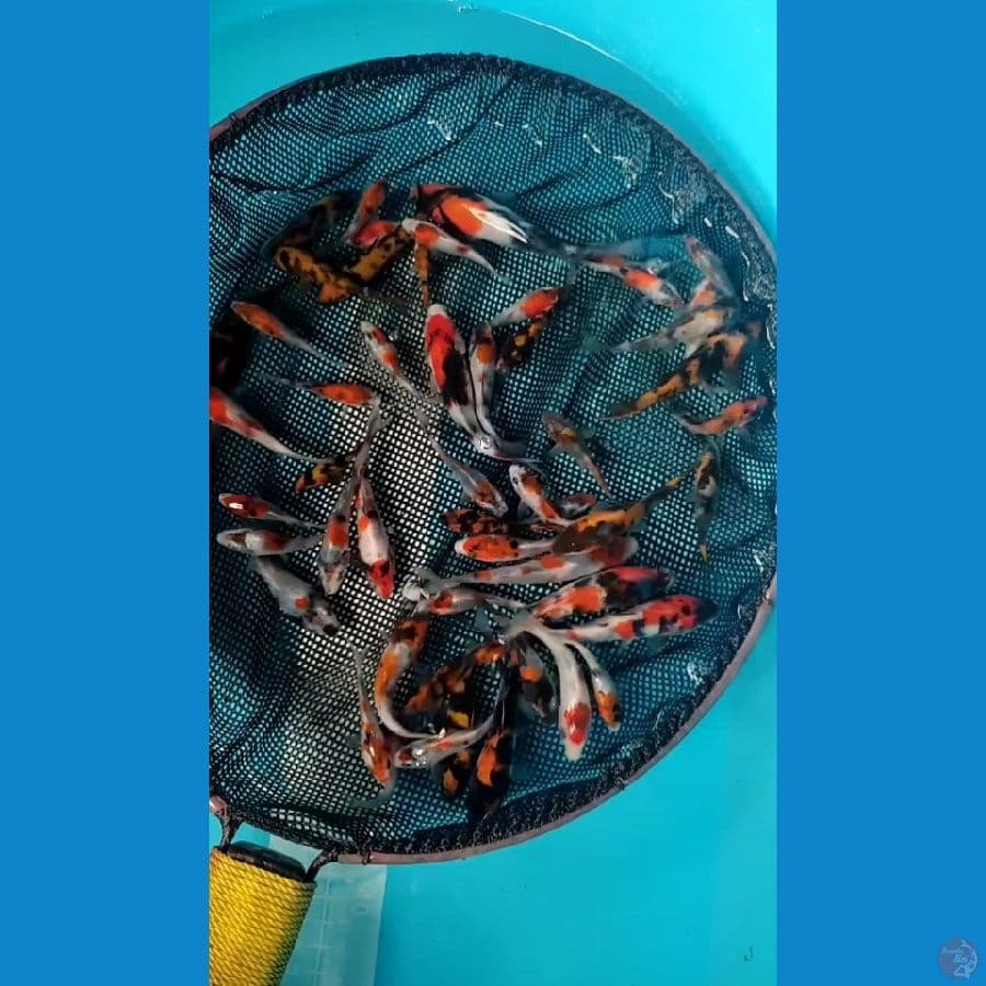 Bibit Showa Super 50 ekor Grade+ 5-12cm