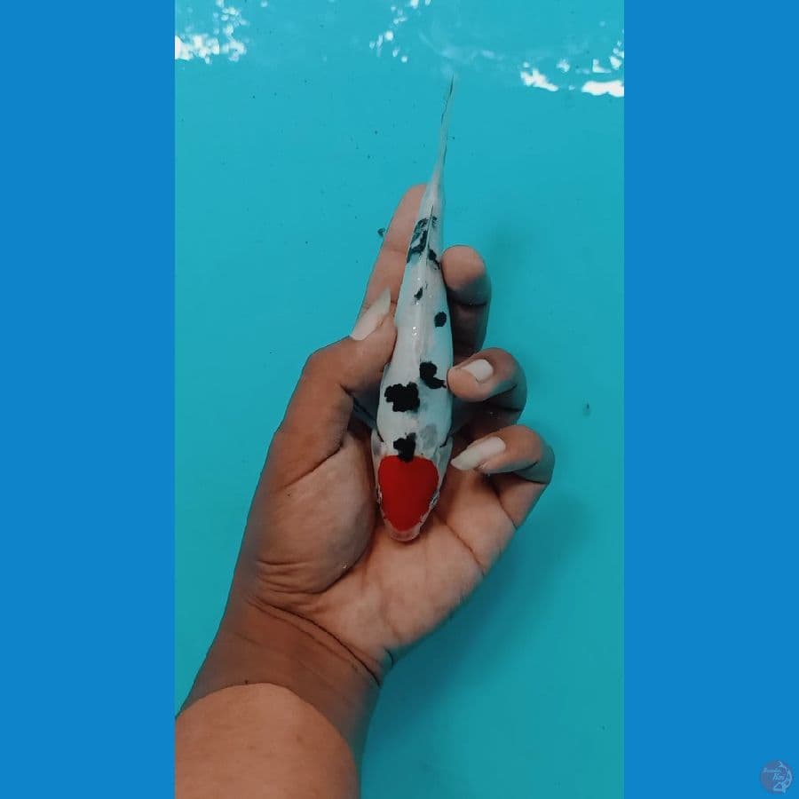 doitshu 18cm