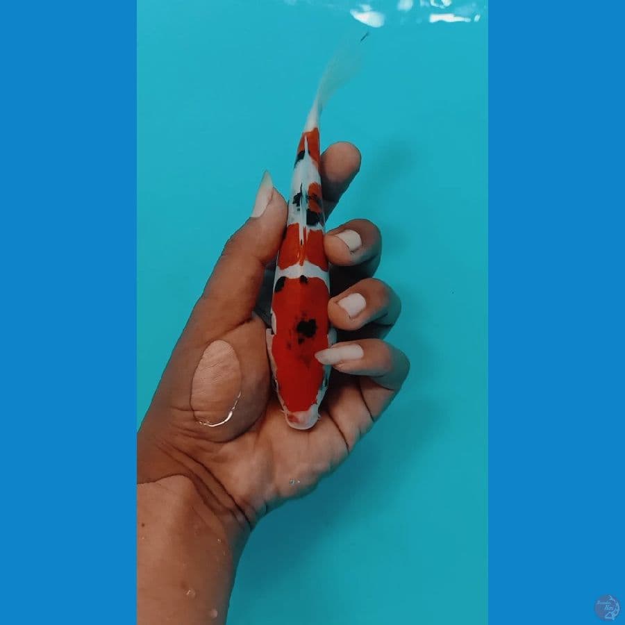 doitshu 18cm