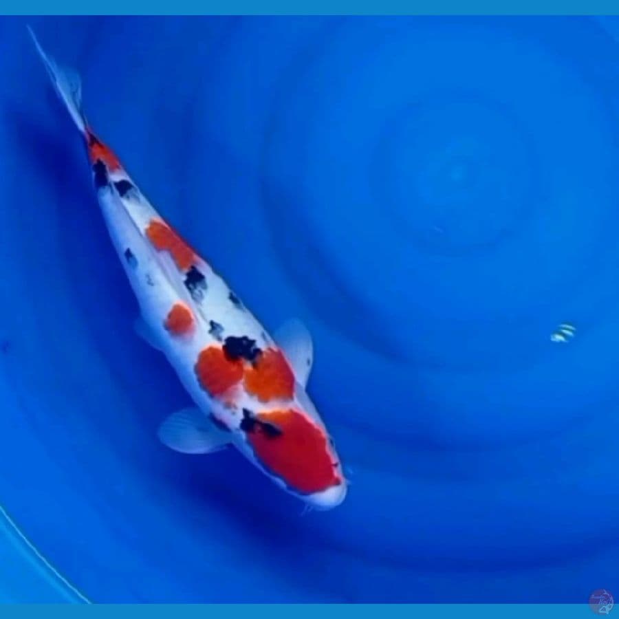 sanke 35 cm