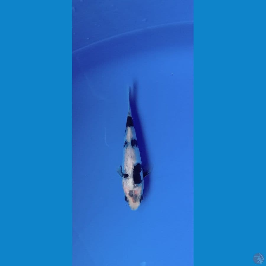 shiro 10cm