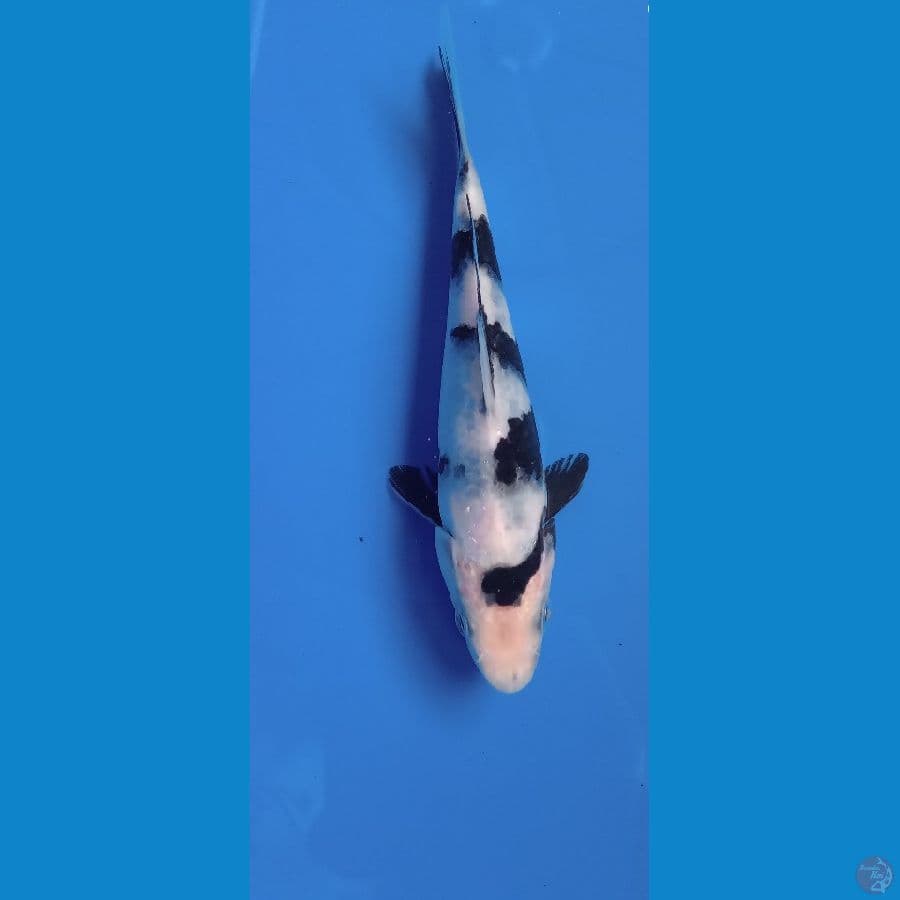 shiro 15cm
