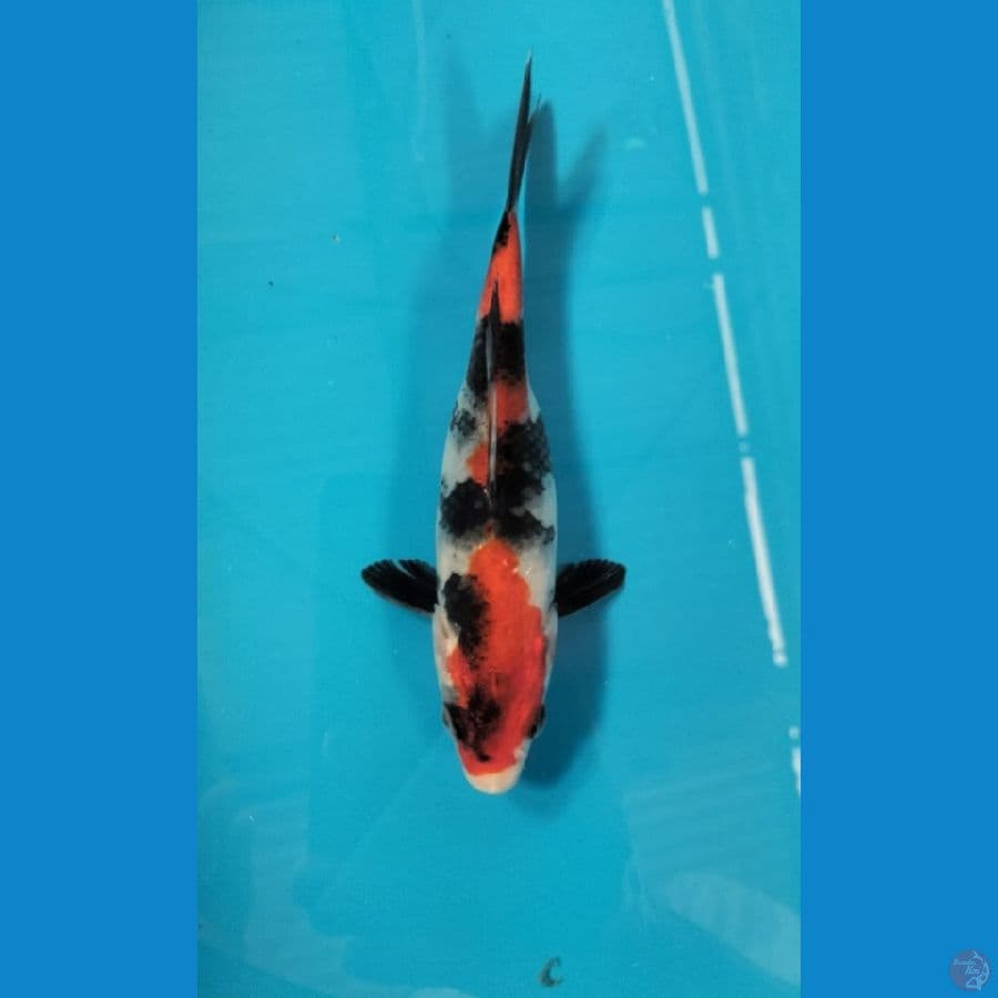 showa 16cm