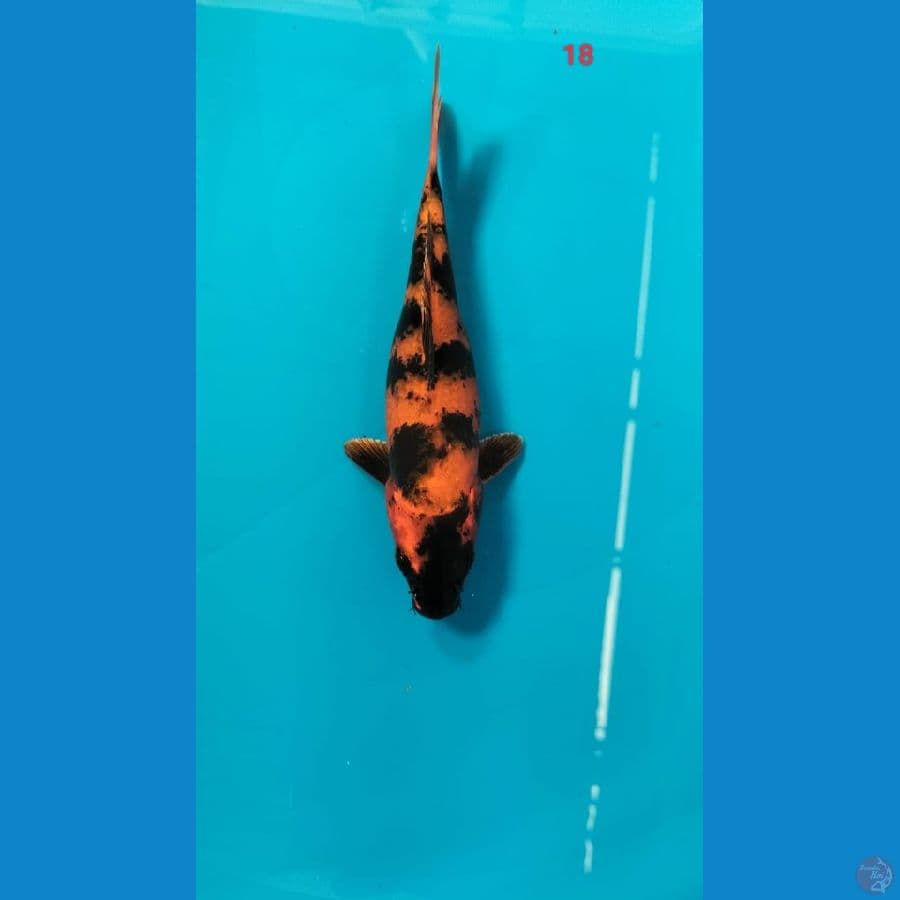Hi utsuri 18cm