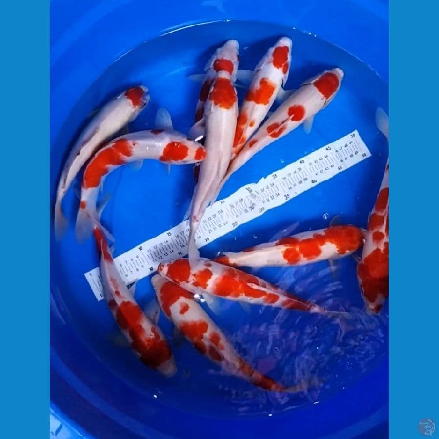 PAKET KOHAKU 30-33CM