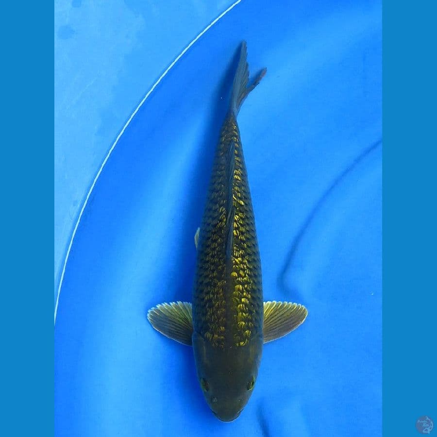 40cm , midori ginrin male