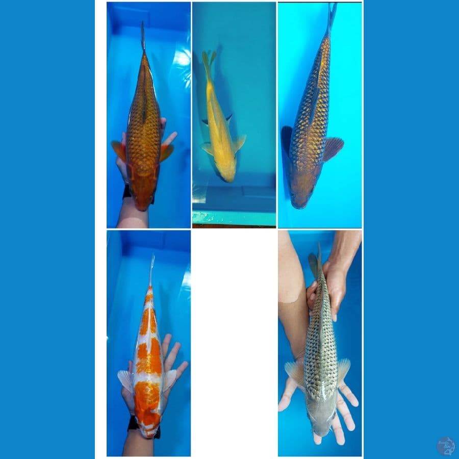 37-40-42-45cm sebagian munuk