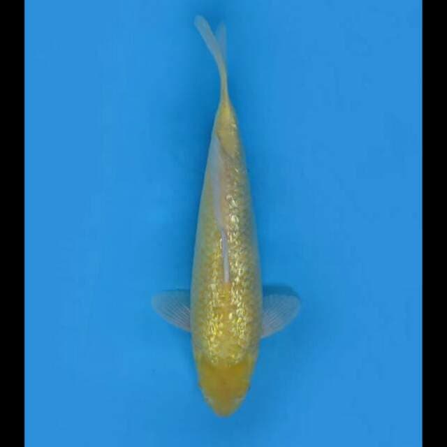 36cm - Karasi Full Ginrin Sq