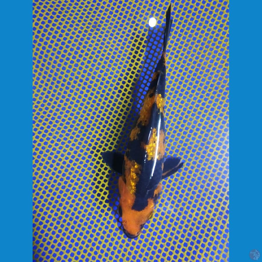 hi utshuri ginrin