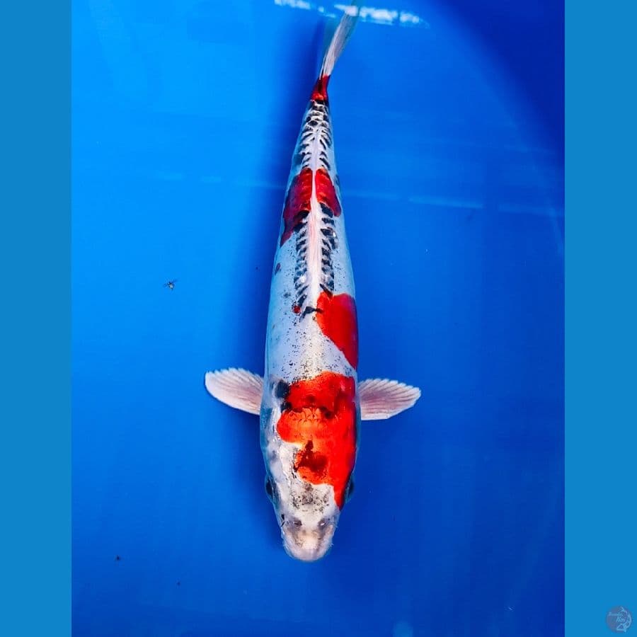 beni kiko 25cm