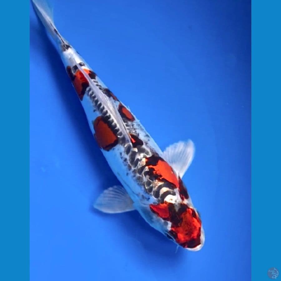 beni kiko 25cm